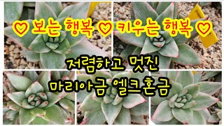 5월 3일 저렴하고 멋진 마리아금 엘크혼금 구경해보세요