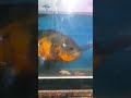 Oscar Tiger Fish!! Ikan Predator Viral #shorts #oscartigerfish #ikantigeroscar