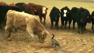 Cows try to Scare off a Brave Goose