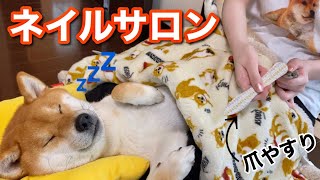 柴犬ネイルサロン始めました【癒し】