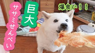 巨大ささみせんべい作って柴犬に食べさせてみたら旨すぎたみたい。