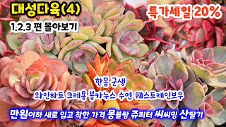 대성다육(4) 20%할인  1.2.3편 몰아보기 새로 입고 다육이 착한가격  쥬피터 도감마리아 몽블랑 만원 이하