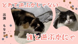 100均おもちゃでも関係にゃい！愛猫「もなか」と一緒に遊ぶ！