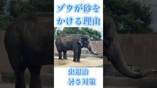 かみね動物園のぞうが砂をかける理由とは・・・？#かみね動物園　#ゾウ　#ぞう　#動物　#どうぶつ