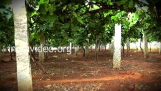 Grape Garden  Bangalore  Karnataka