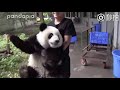 大熊猫和饲养员激萌互动 四川话对答如流【oh ~~this panda can understand sichuanese 】