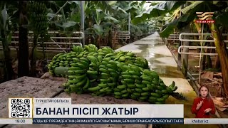 Қыстың қақ ортасында Түркістан облысында банан пісіп жатыр