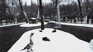 Ankara Kugulu Park - Dance of the Swans - Cinematic Atmosphere 4K