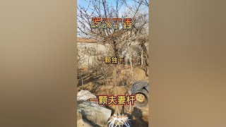 两颗精品树型。而且性价比很高，罗汉丁香。一颗夫妻杆。价格实惠