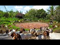 Genius Ideas for Combining Free-Range Farming with Organic Vegetables! Adding New goats for the Farm