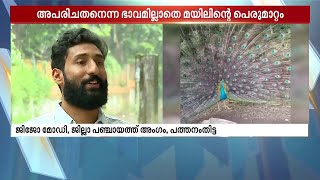 'എന്റെ സാറേ..പിന്നെ ചുറ്റുമുള്ളതൊന്നും കാണാൻ പറ്റില്ല'! പീലി വിടർത്തിയാടി മയിൽ, മനോഹരദൃശ്യങ്ങൾ