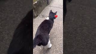 旅先で出会った野良猫ちゃん😸伏見稲荷大社　#shorts