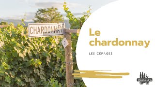 LES CEPAGES : Le Chardonnay