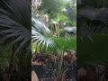 Fan Palm.!#Anahaw #plant #nature #shorts #shortvideo #vlog #fyp