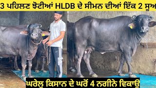 ਘਰੇਲੂ ਕਿਸਾਨ ਦੇ ਘਰੋਂ #HLDB ਦੇ ਸੀਮਨ ਦੀਆਂ 3 ਪਹਿਲੇ ਸੂਏ ਝੋਟੀਆਂ ਇੱਕ 2 ਸੂਆ ਝੋਟੀ 16kg ਮਿਲਕ!!