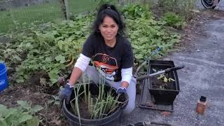 Khmer Backyard Garden In Maryland USA | How To Overwinter Lemongrass |  Khmer Homegrown Garden Vlog