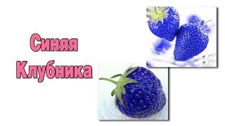 Семена - Синяя Клубника и Клубника Виноград