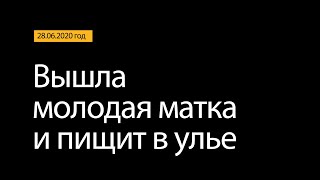 Пищит молодая матка в улье