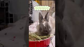 サンプルの牧草を爆食いするモモちゃん#shorts #うさぎ #rabbit #モモちゃん