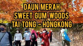 Daun Merah || Hong Yip || Sweet Gum Woods  || Tai Tong - Hongkong