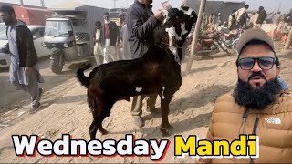 Wednesday Mandi update | Kitne Ka liya | beetal breeder Bakre | desi Bakriyan | Lahore Mandi