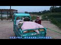 【胖嫂show】小葱栽下40天后，变啥样了？胖嫂拔大葱卖，收拾这么净能不好卖？