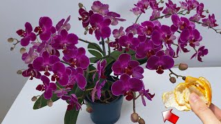 Place 1 piece under the orchid! It will suddenly sprout 100 branches and bloom all year round