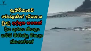 දිය තුරඟා කියන අද්භූත සත්වයා ඇමරිකාවෙන් මතු වුණාද?