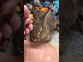 箱座りで撫でられる🐰✋️😌