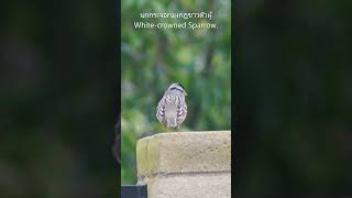 นกกระจอก ส่องนกธรรมชาติหลังบ้าน นกแคลิฟอร์เนีย  Sparrow. California backyard birds.