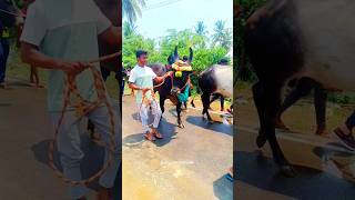 💫kaingayam black bull ||🎉Rode on mass bose #shorts #eruthattam #jallikattu #TN30