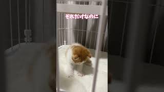 お迎え初日の子猫がふみふみするだけの動画#かわいい #スコティッシュ #スコティッシュフォールド #ねこ #ねこのいる生活 #かわいい #猫動画 #猫のいる暮らし #子猫 #猫