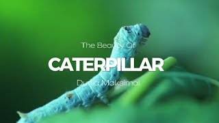 Hewan Menakjubkan, Ulat Makan dan Tidur seumur hidupnya | Dunia Maksimal #wildlife #caterpillar