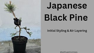 How to do initial styling on a Japanese Black Pine@adityastinytrees #bonsai