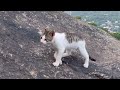 baby kittens born on a cliff 산 정상 절벽에서 태어난 산씨와 새끼냥이 5마리 산냥이 길냥이 산고양이 mountaincat kittycat 산꼭대기