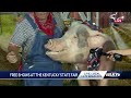 Porkchop Revue returns to Kentucky State Fair with popular barnyard animal act