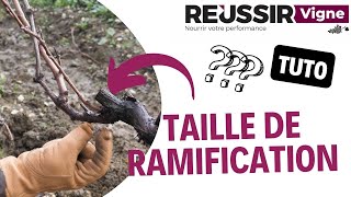 Comment tailler sa vigne en taille de ramification ?  Le tutoriel Réussir Vigne