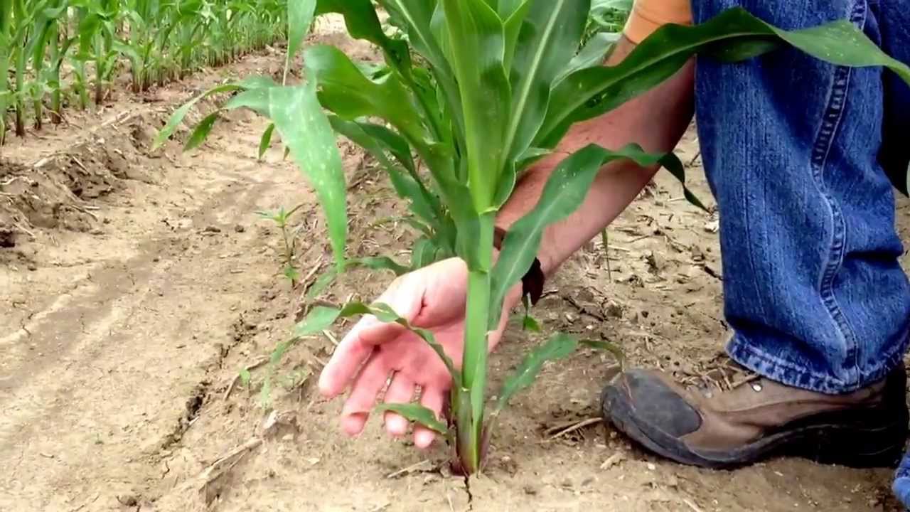 How To Determine Growth Stages Of Vegetative Corn - YouTube