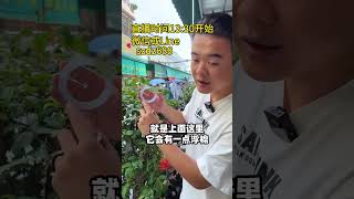 罕见的橄榄黄冰胶翡翠手镯，戴出不一样的高级感#翡翠 #翡翠手鐲 #翡翠直播 #翡翠手镯