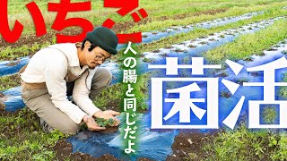 【苺の病気対策】無農薬で病気に強いイチゴを育てる「菌活」のやり方　＃いちご　＃病気　＃菌活