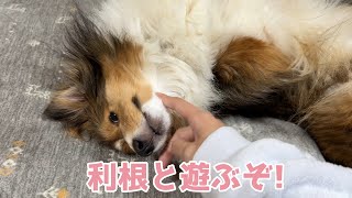 【シェルティ】利根と一緒に遊ぼう🐾【ご機嫌だね】