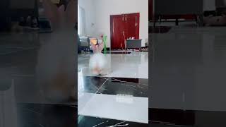 #cutebabyrabbit #foryou #like #love #share #shortvideo #viral