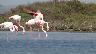 Flamingo - Phoenicopteridae -