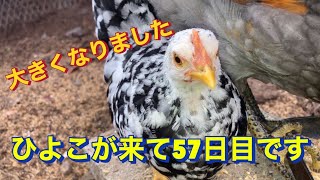 ひよこ　成長　57日目