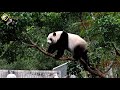 20181215 圓仔展超高技巧爬細枝摘果吃 the giant panda yuan zai