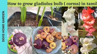 How to grow gladiolus bulb in tamil | Gladiolus plant care | terrace garden #gladiolus #gardening