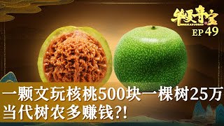 当代树农多赚钱?! 一颗文玩核桃500块 一棵树能卖25万！【华夏夺宝】