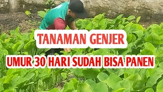 Panen tanaman Genjer umur 30 hari lumayan hasilnya