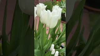 Сортовые и видовые ( ботанические) тюльпаны в моём саду 🌟 Tulpen in meinem Garten 🌟