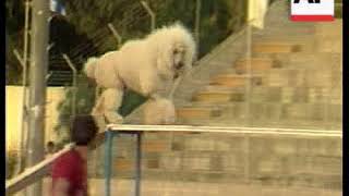 Israeli Canine Defence Force put on a display